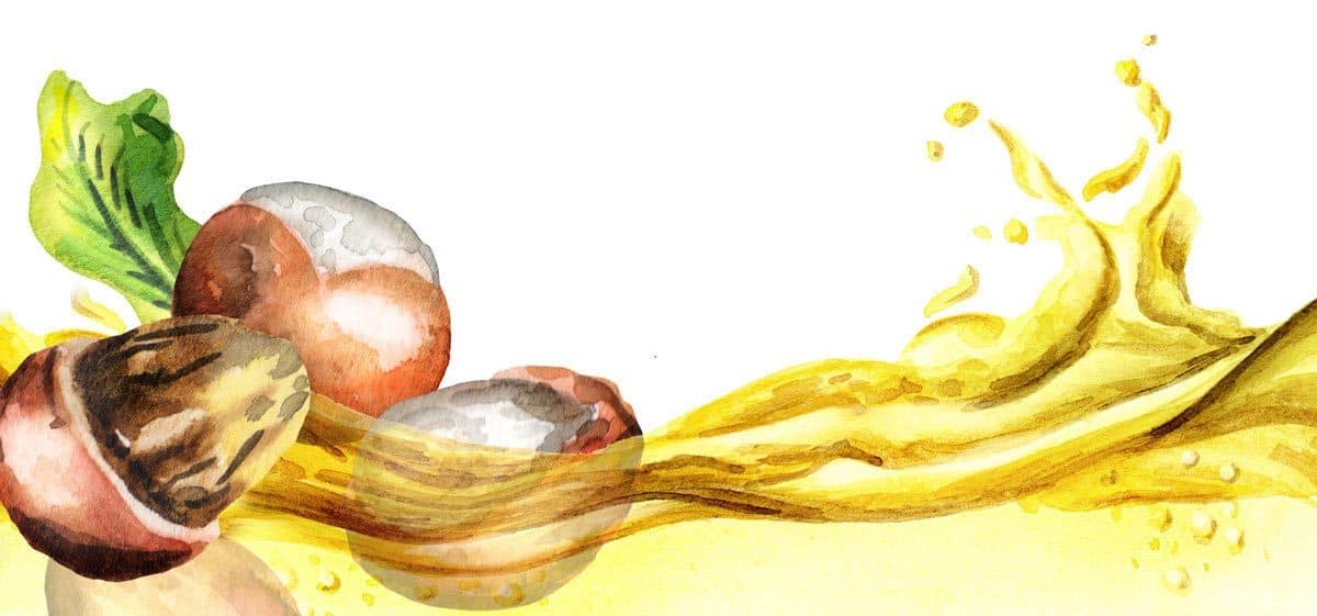 Shea oil and nuts watercolor vector