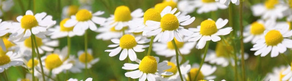 Background image of chamomile flowers