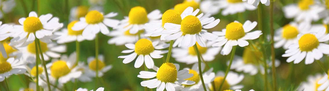 Background image of chamomile flowers