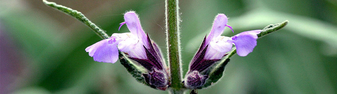 Background image sage flower