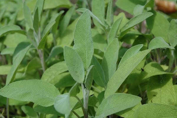 Sage for the Menopause: Can Sage Menopause Tablets Help? Menopause Tea Recipes & Benefits