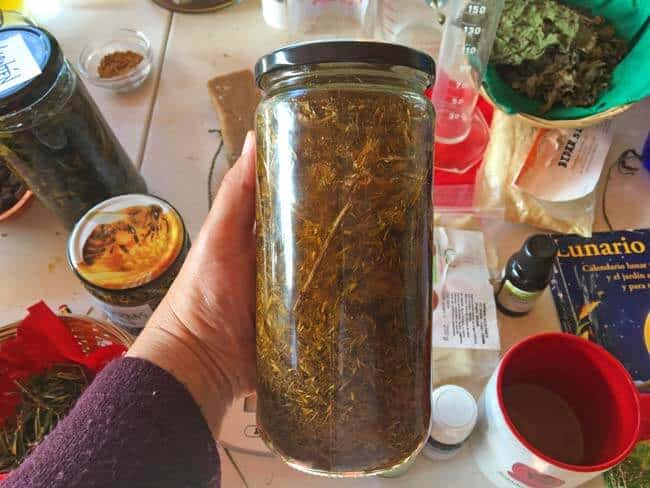 Herbs macerated in oil