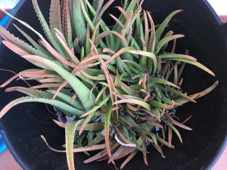 We Found a Box of Aloe Vera Plants on the Side of the Road…