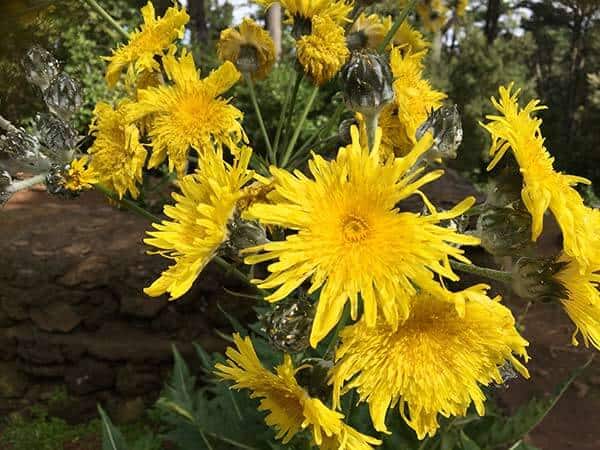 Sonchus Acaulis and Congestus Grow Only in the Canary Islands