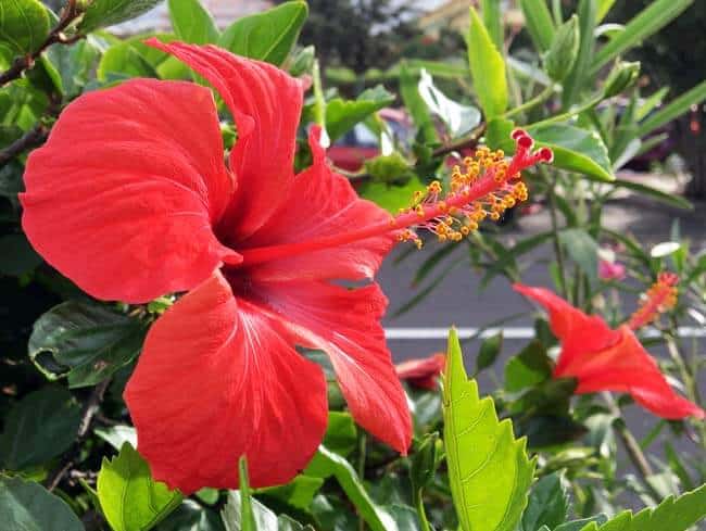 I Live Surrounded by the Hibiscus Rosa-Sinensis (and Other Varieties as Well)