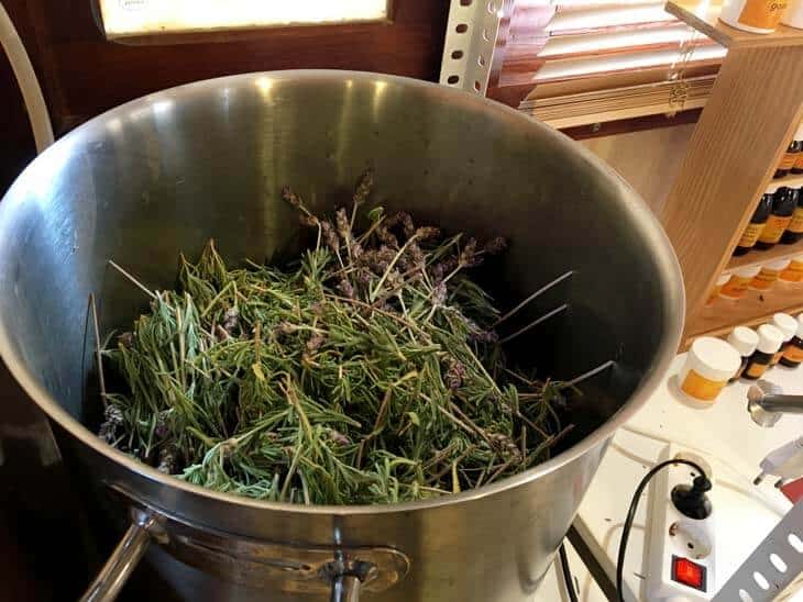 Spanish lavender inside the distiller pot