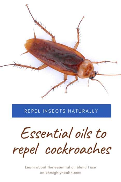Essential Oil Blend to Repel Cockroaches