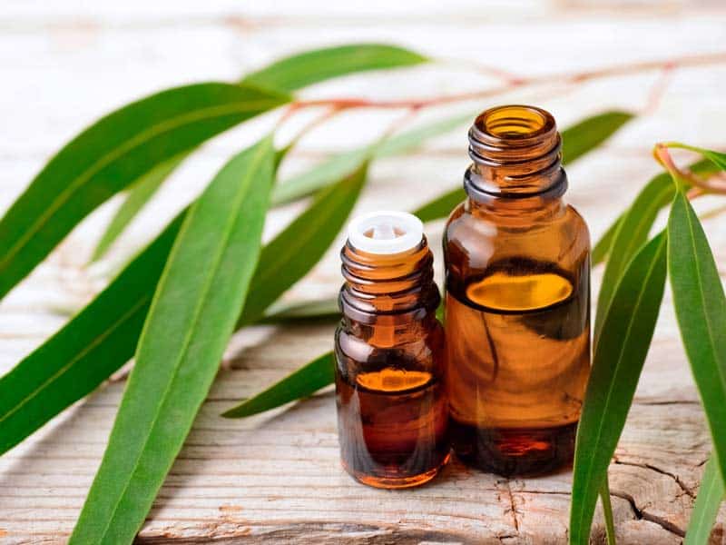 Eucalyptus essential oil