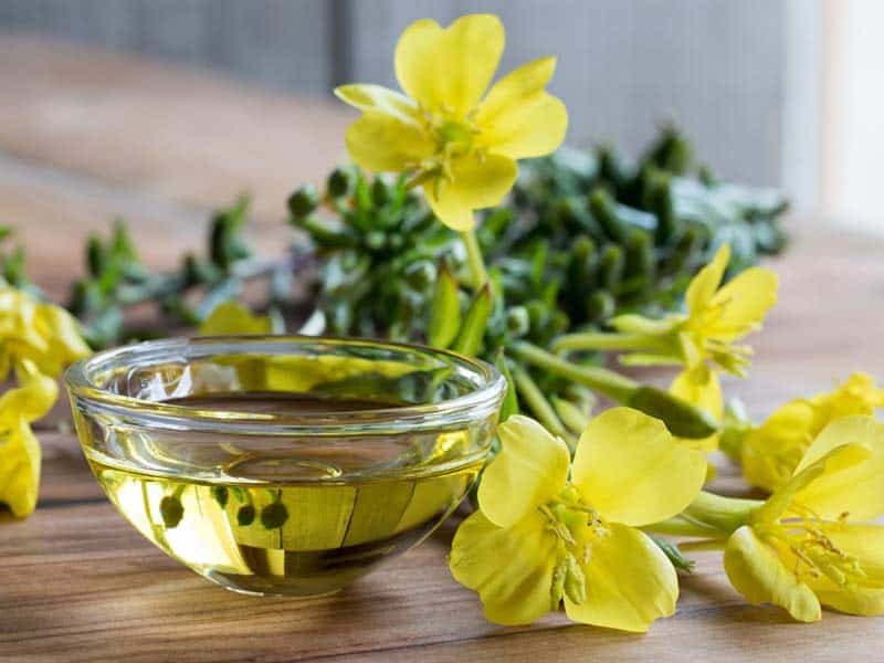 Evening primrose flowers and oil