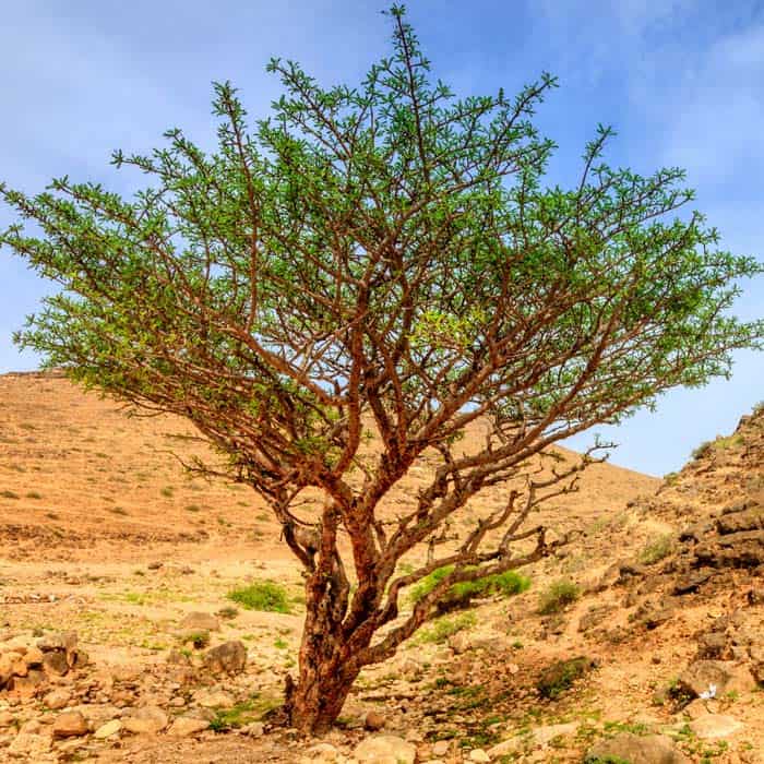 Boswellia tree