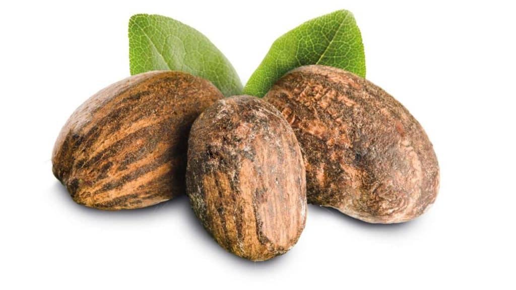 Three shea nuts.