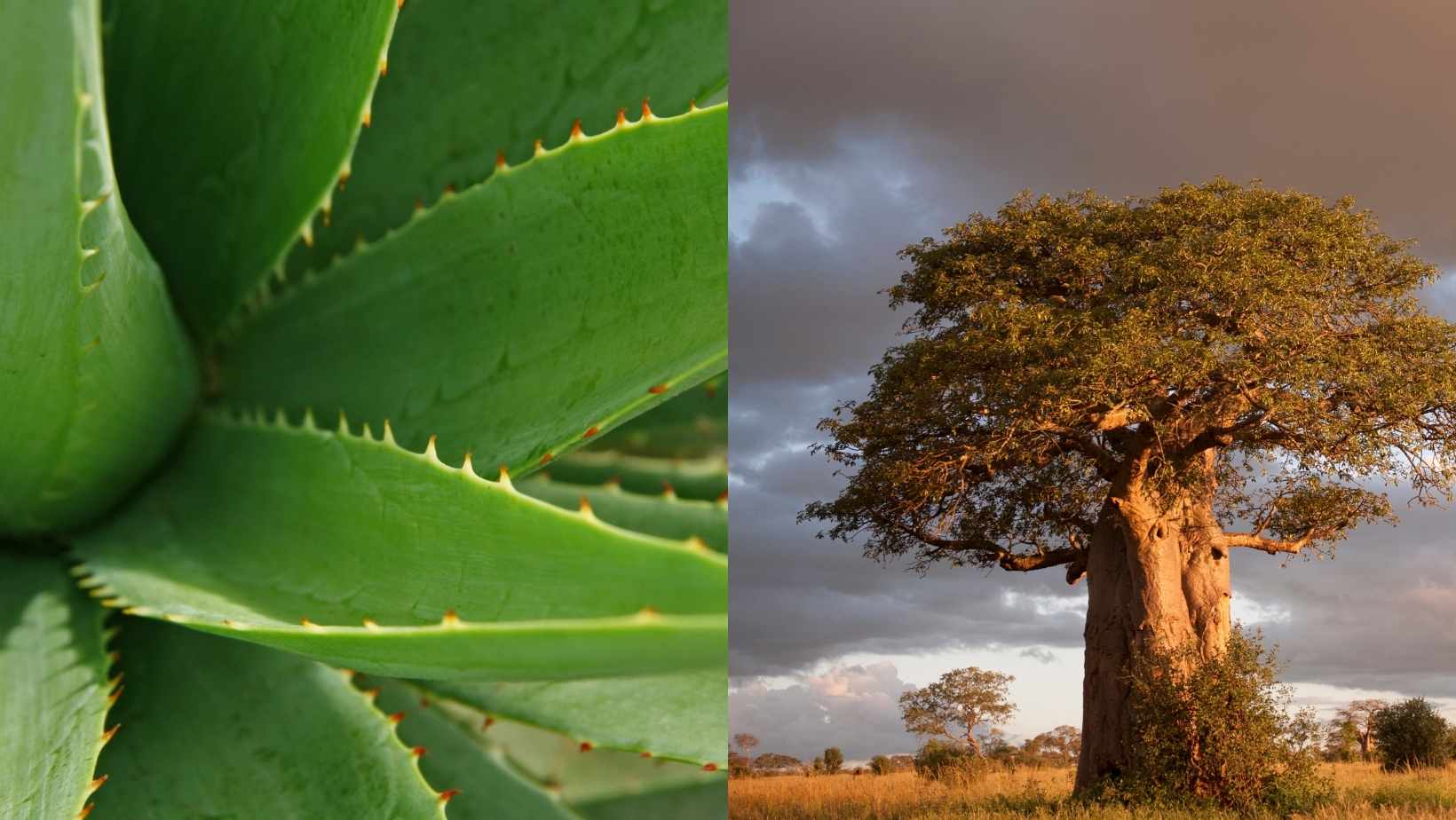 aloe vera and baobab tree