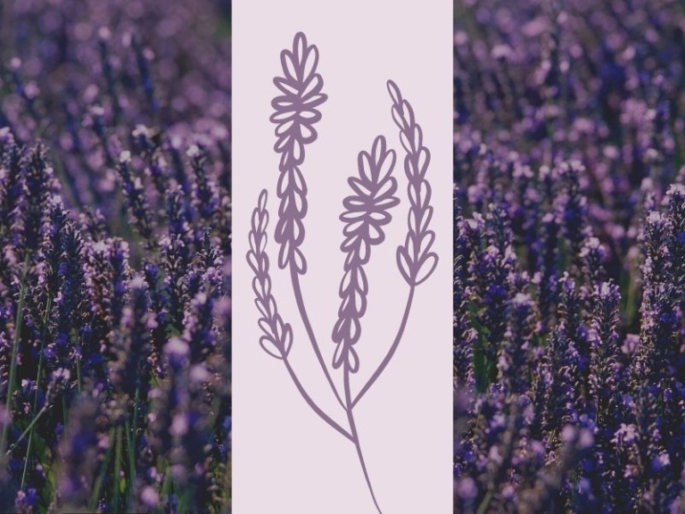 5 Cosmetic Properties of Lavender Essential Oil