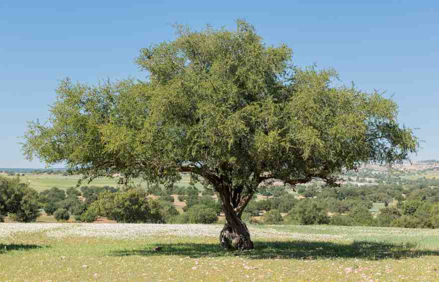 Argania tree