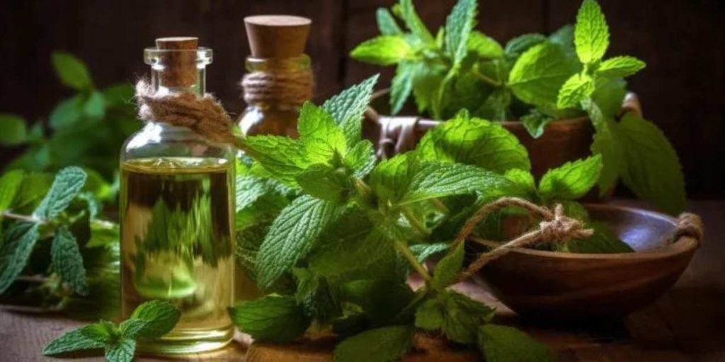 Peppermint plant and essential oil