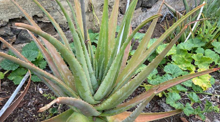 A 6-year-old mature Aloe Vera plant from the user's finca.
