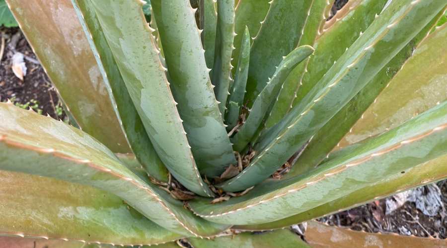 Closer look at the Aloe Vera leaves growing from the center of the plant.