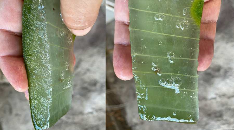 Hand holding a piece of Aloe Vera, displaying the translucent gel up close.