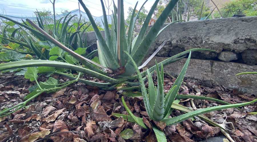 Mature Aloe Vera plant with a smaller offspring plant next to it.