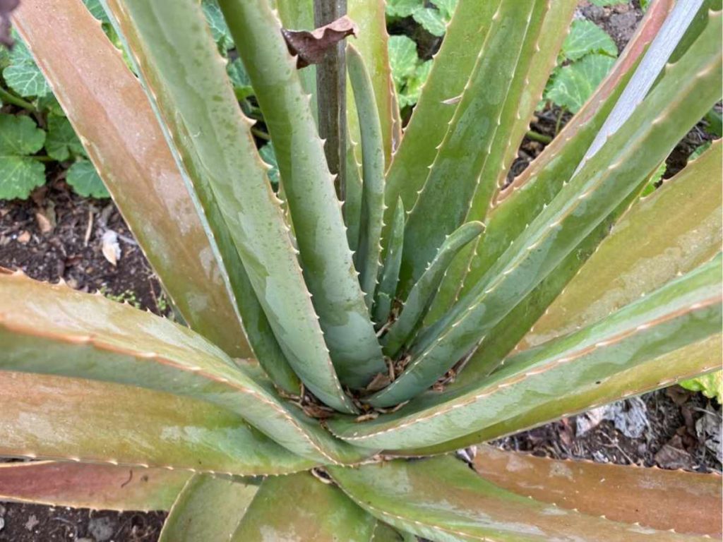 Image of the center and leaves of an aloe vera plant.