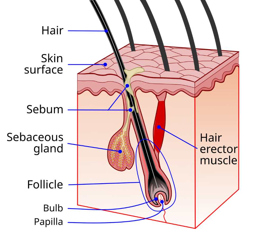 Illustration of skin layers including hair, skin surface, sebum, sebaceous gland, hair follicle, bulb papilla and hair erector muscle. 