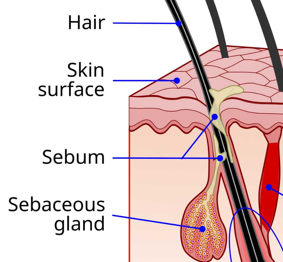 Illustration showing skin layers (hair, skin surface, sebum and sebaceous gland).