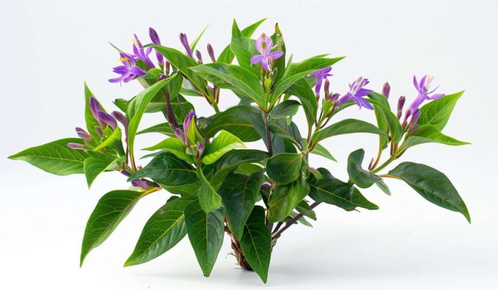 Similar to bakuchiol plant, AI image.