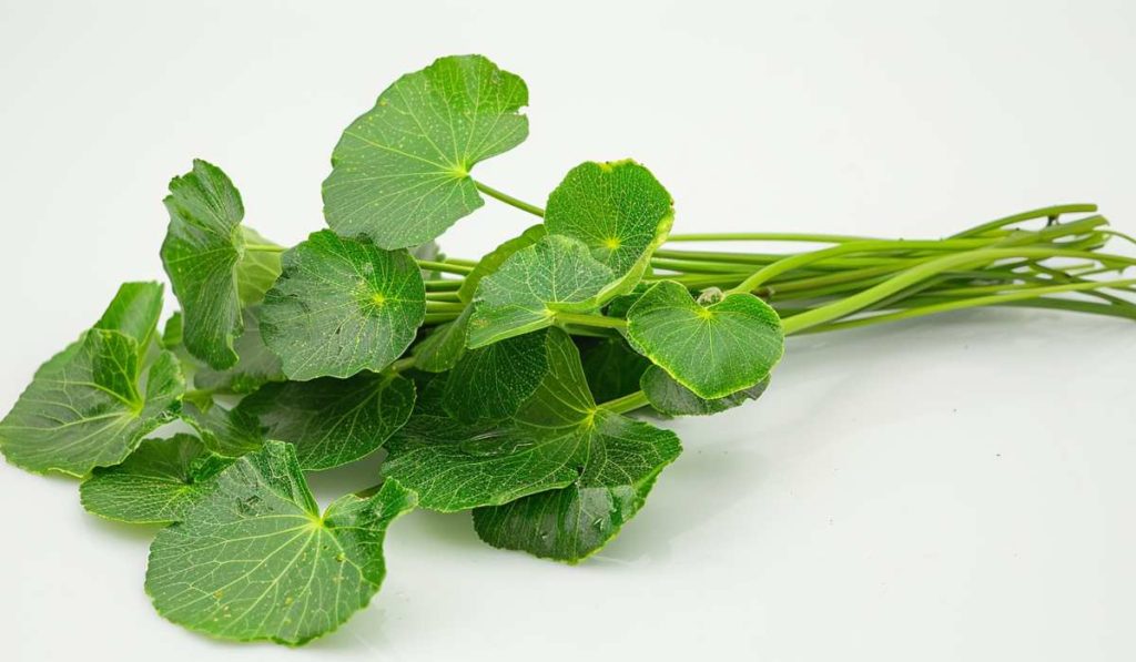 Gotu Kola, AI image.