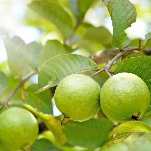 Guava benefits health - guava fruits 