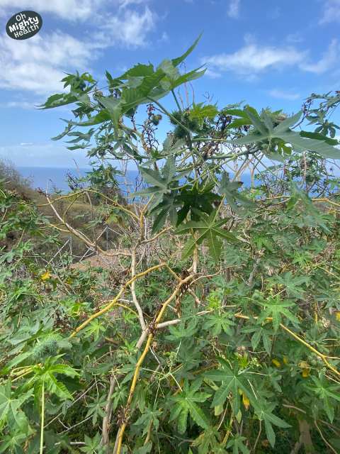 Castor oil plant