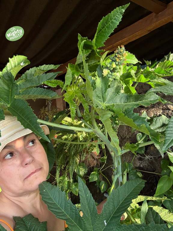 Castor oil plant