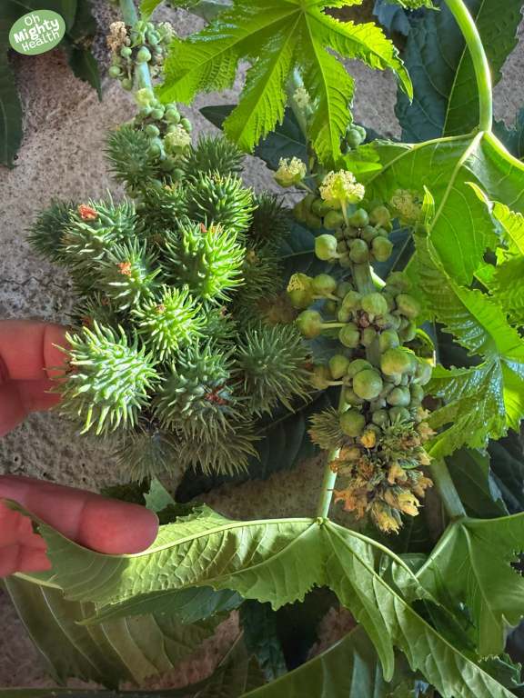 Castor plant seeds