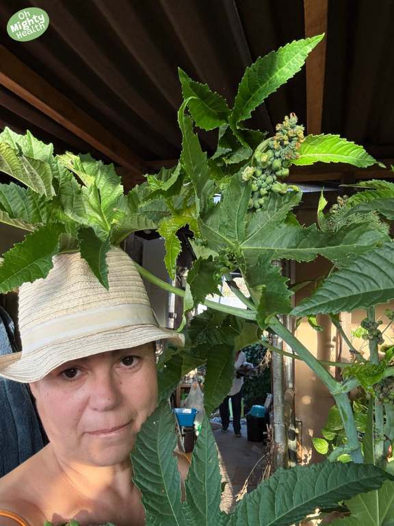 Castor oil plant