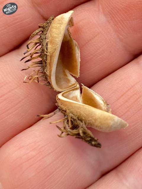 Castor oil cracked seed.