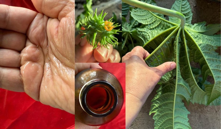 Castor plant and oil