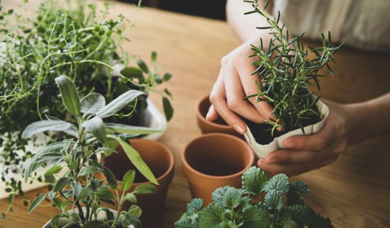 The Ultimate A to Z Guide to Herbs for Beauty & Health